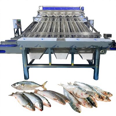 ভালো দাম 18pcs রোলার SS304 ছোট মাছ বাছাই মেশিন ছোট মাছ গ্রেডিং লাইন ফিশ সাইজিং মেশিন ফিশ রোলার গ্রেডার অনলাইন